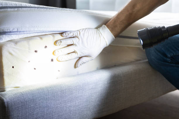 Best Pest Control for Homes  in Aspermont, TX