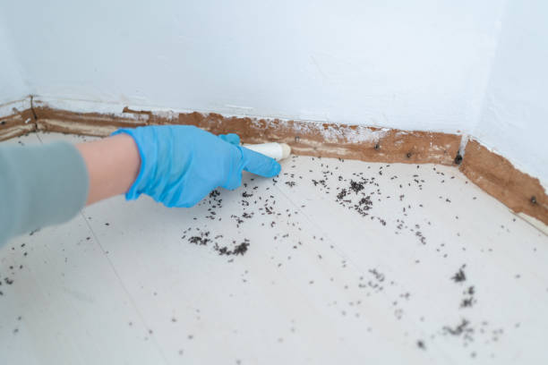 Best Local Pest Control Services  in Aspermont, TX